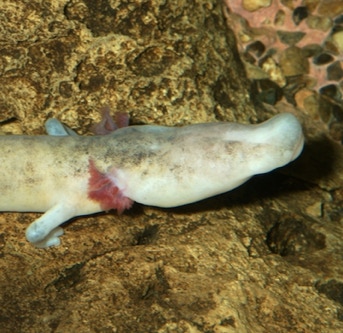 Proteus anguinus