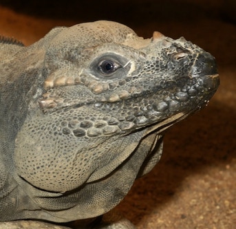 Cyclura cornuta