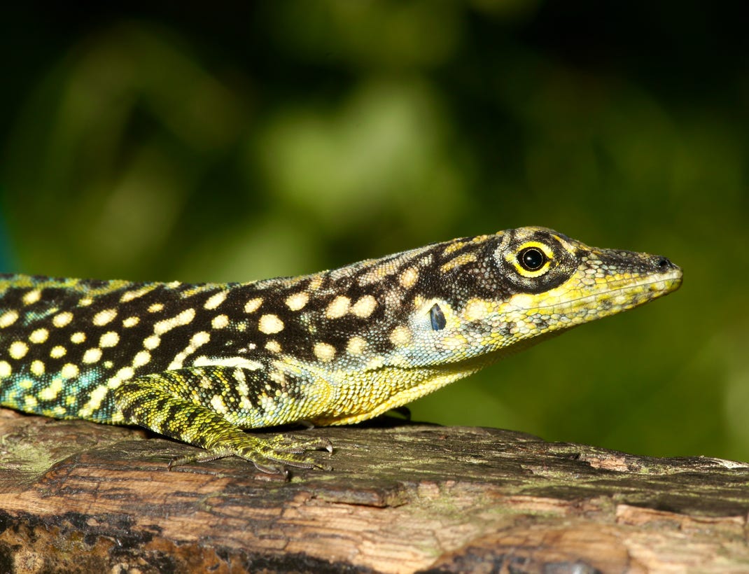 Flachfokus Fotografie Des Mikroskops