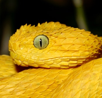 Atheris squamiger