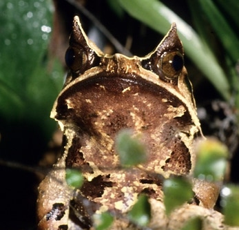 Megophrys nasuta